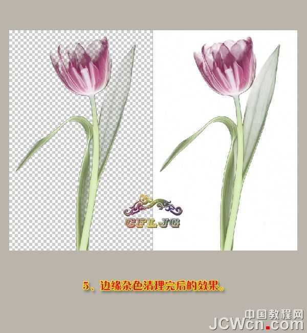 photoshop 利用背景橡皮擦工具快速抠出背景单一的花朵