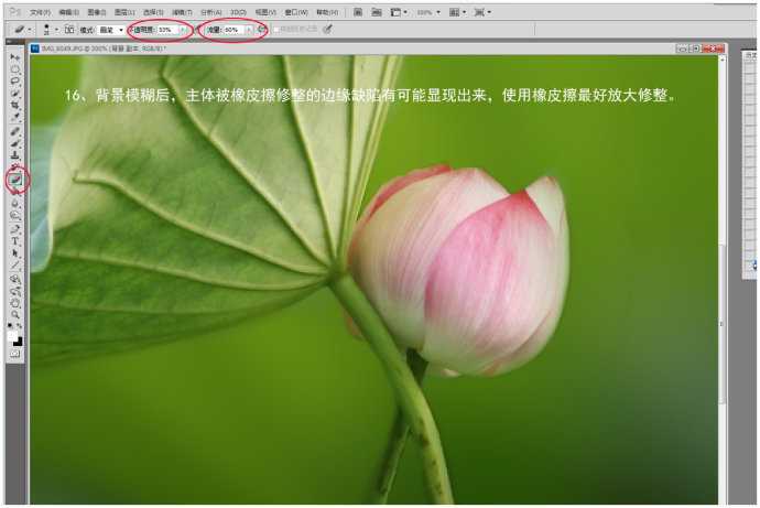 Photoshop为荷花图片简单虚化背景突出主体