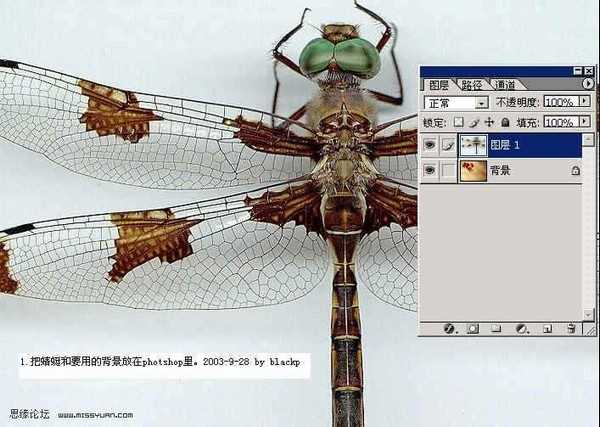 利用PS图层混合更换蜻蜓背景教程